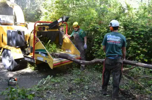 tree services North Star